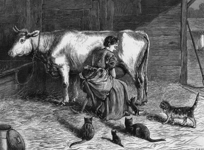 Framed Print : Milking Cow