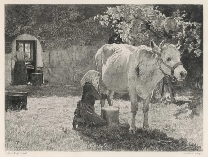Framed Print : Milking Cow, France Framed Print : Milking Cow, France