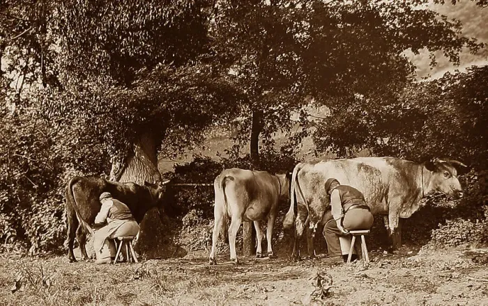 Framed Print : Milking cows Framed Print : Milking cows