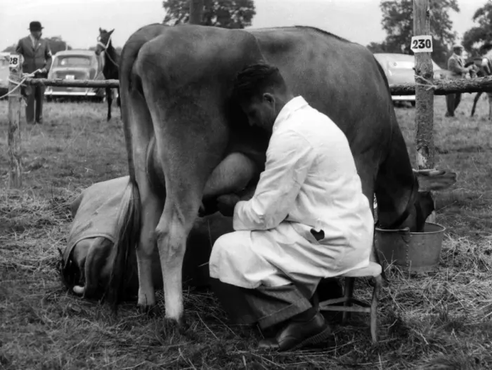 Framed Print : Milking a Jersey Cow Framed Print : Milking a Jersey Cow