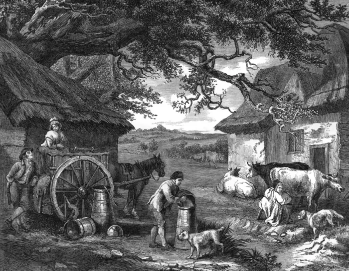 Framed Print : Milking Time Framed Print : Milking Time