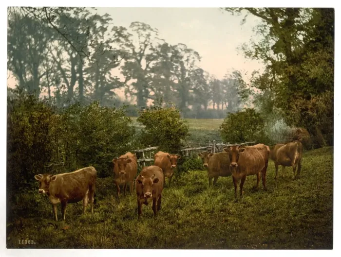 Framed Print : Milking time, England Framed Print : Milking time, England