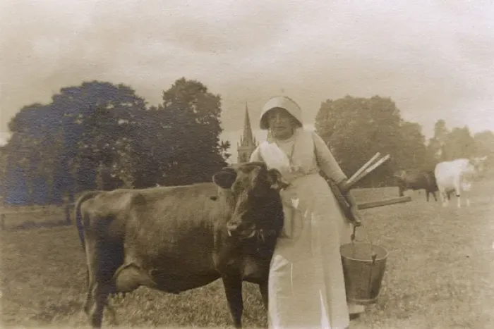 Framed Print : Milkmaid and cow, Madresfield, Worcestershire, WW1 Framed Print : Milkmaid and cow, Madresfield, Worcestershire, WW1