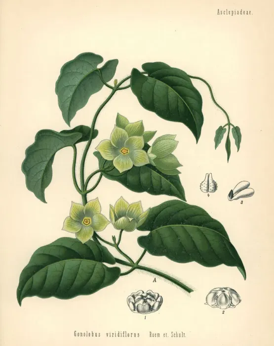 Framed Print : Milkvine, Matelea denticulata Framed Print : Milkvine, Matelea denticulata