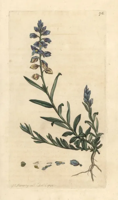 Framed Print : Milkwort, Polygala vulgaris Framed Print : Milkwort, Polygala vulgaris