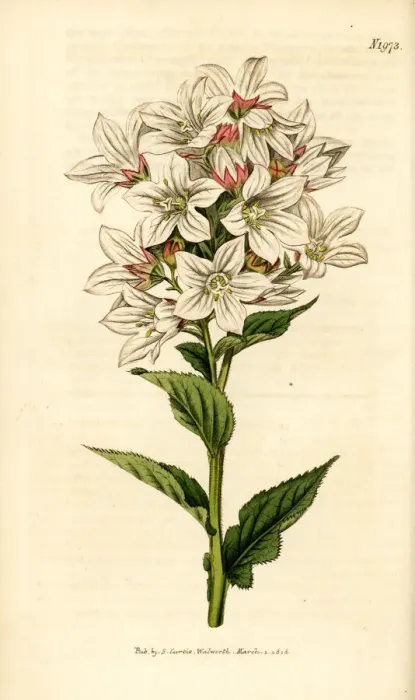 Framed Print : Milky bellflower, Campanula lactiflora Framed Print : Milky bellflower, Campanula lactiflora