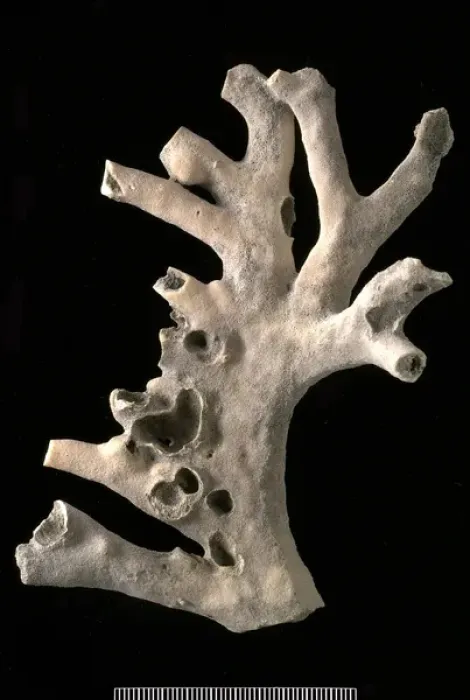 Framed Print : Millepora. Branching colony, 11 cm in height, of the hydrozoan Millepora Framed Print : Millepora. Branching colony, 11 cm in height, of the hydrozoan Millepora