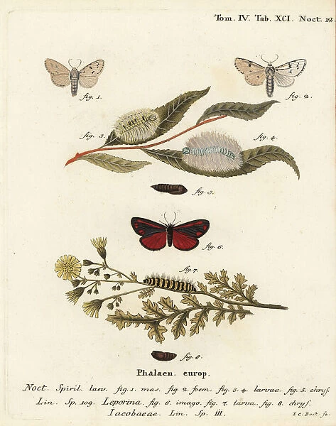 Miller moth and cinnabar moth