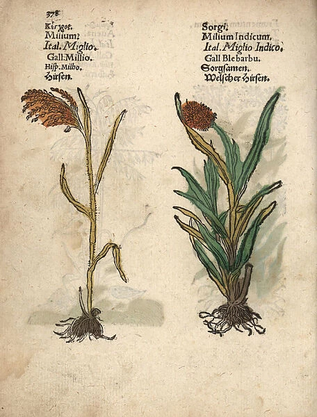 Millet, Panicum miliaceum, and great millet, Sorghum bicolor