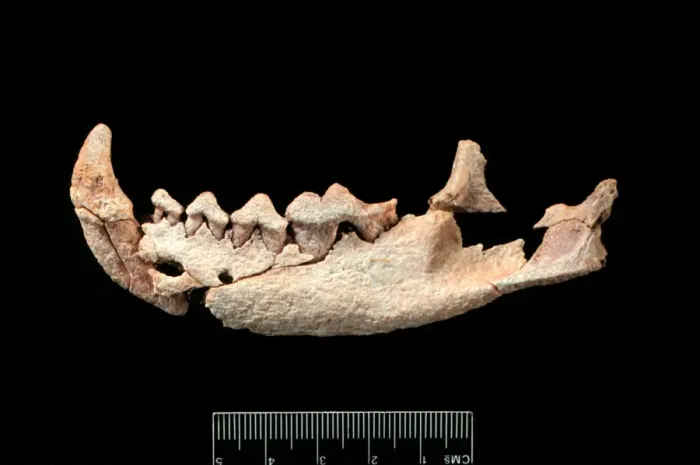 Framed Print : Six million year carnivore jaw? Framed Print : Six million year carnivore jaw?