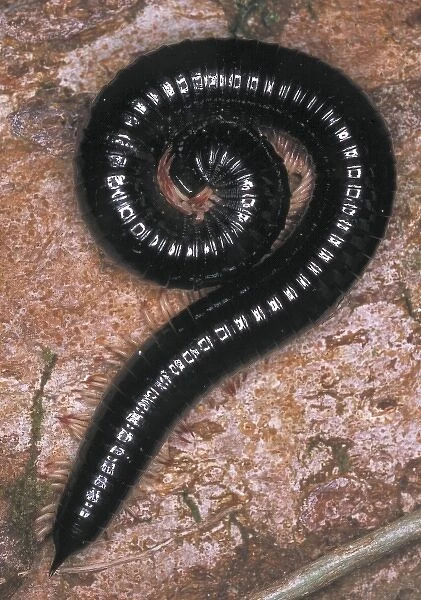 Millipedes are common on the rainforest floor in Sri Lanka