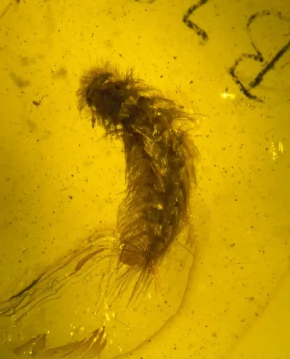 Framed Print : Millipede in amber Framed Print : Millipede in amber