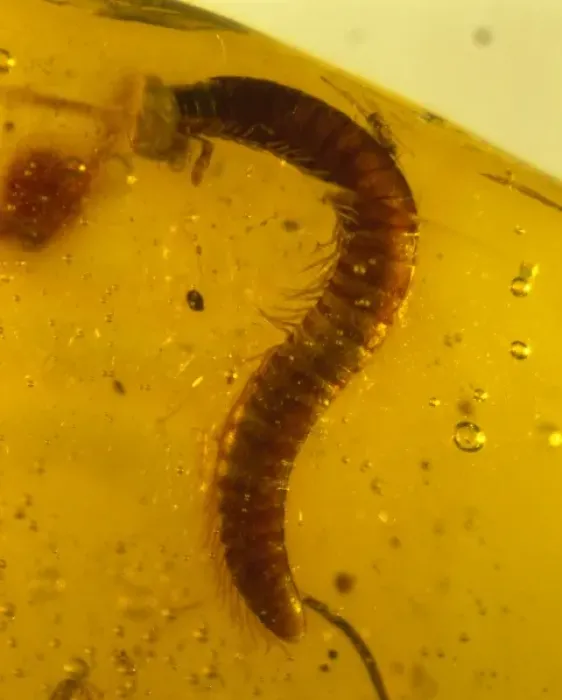 Framed Print : Millipede in amber Framed Print : Millipede in amber