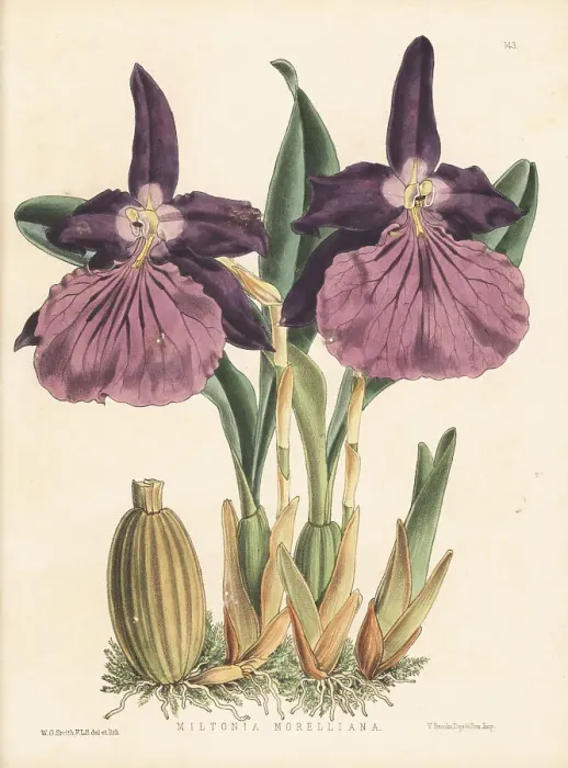 Framed Print : Miltonia moreliana orchid, native to Brazil Framed Print : Miltonia moreliana orchid, native to Brazil