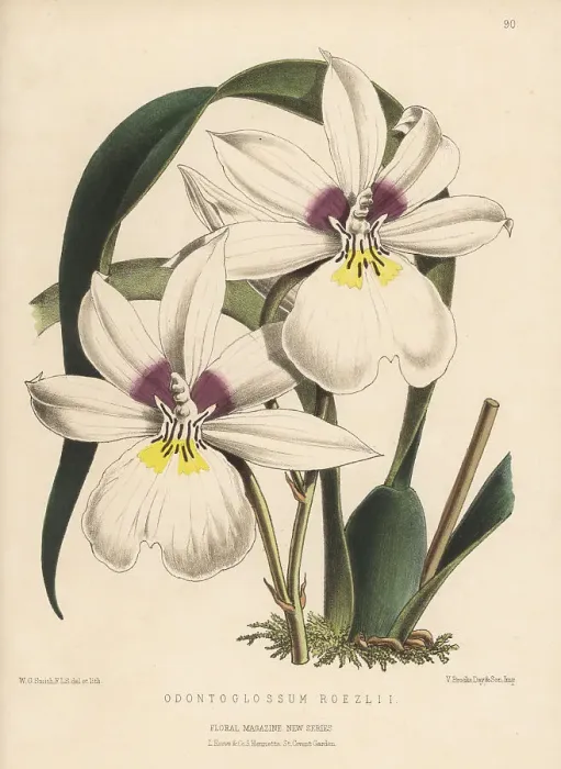 Framed Print : Miltoniopsis roezlii orchid Framed Print : Miltoniopsis roezlii orchid