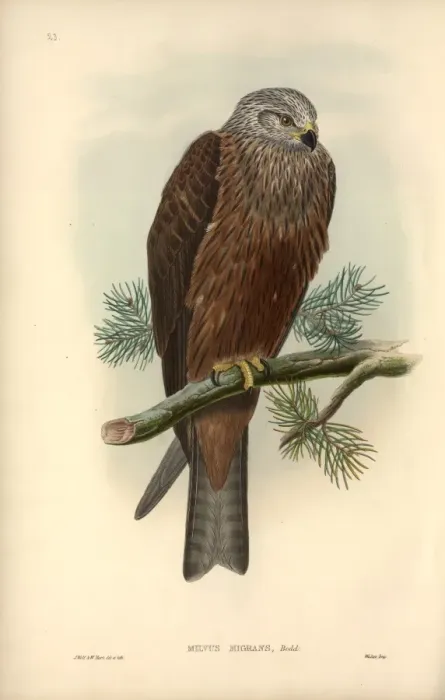 Framed Print : Milvus migrans, black kite Framed Print : Milvus migrans, black kite