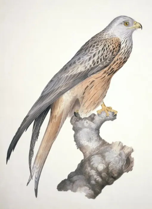 Framed Print : Milvus milvus, red kite Framed Print : Milvus milvus, red kite