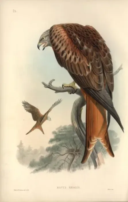 Framed Print : Milvus milvus, red kite Framed Print : Milvus milvus, red kite