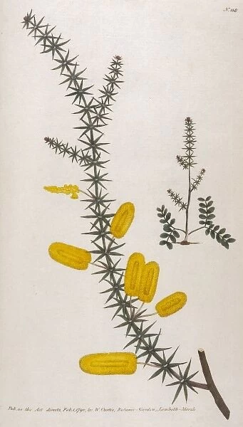 Mimosa Verticillata