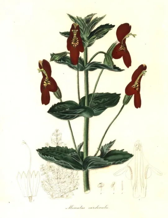 Framed Print : Mimulus roseus x Mimulus cardinalis Framed Print : Mimulus roseus x Mimulus cardinalis