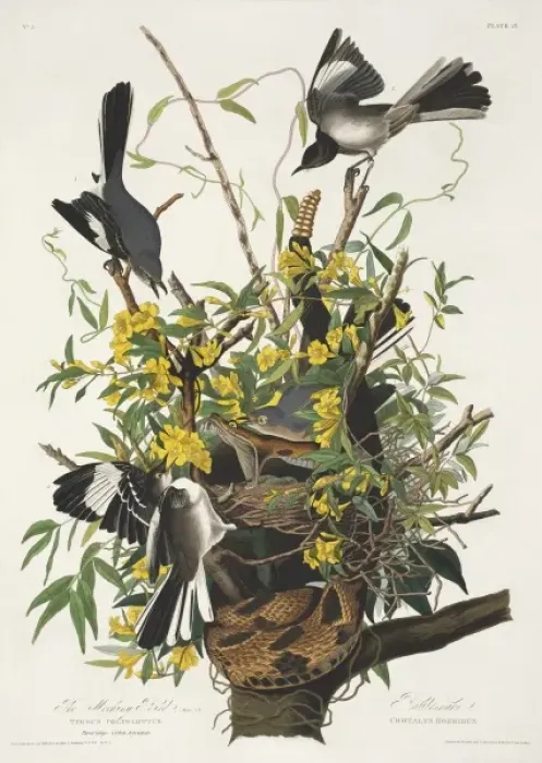 Framed Print : Mimus polyglottos, northern mockingbird Framed Print : Mimus polyglottos, northern mockingbird