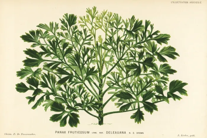 Framed Print : Ming aralia, Polyscias fruticosa Framed Print : Ming aralia, Polyscias fruticosa