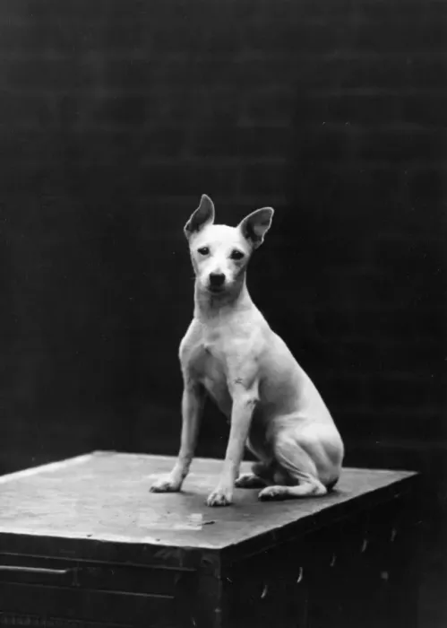 Framed Print : MINIATURE BULL TERRIER Framed Print : MINIATURE BULL TERRIER
