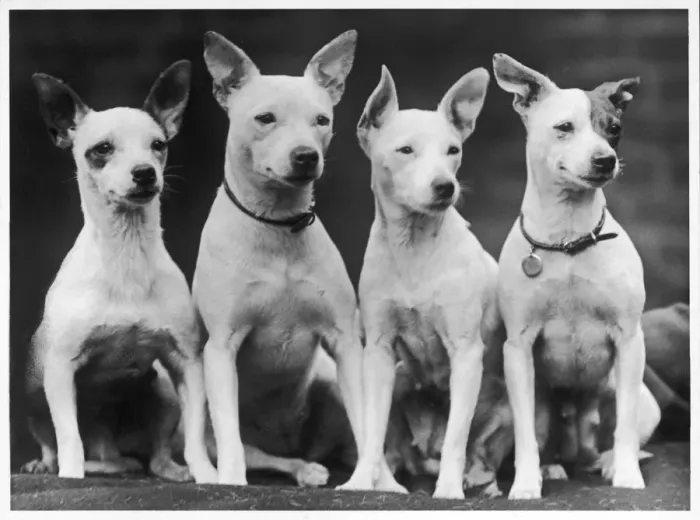 Framed Print : MINIATURE BULL TERRIERS Framed Print : MINIATURE BULL TERRIERS