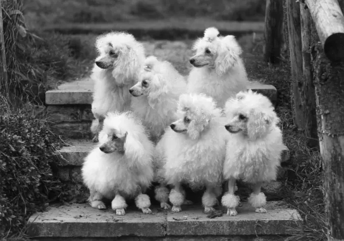 Framed Print : Miniature poodles, Thomas Fall photo Framed Print : Miniature poodles, Thomas Fall photo