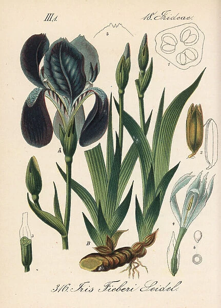 Miniature tall bearded iris, Iris aphylla