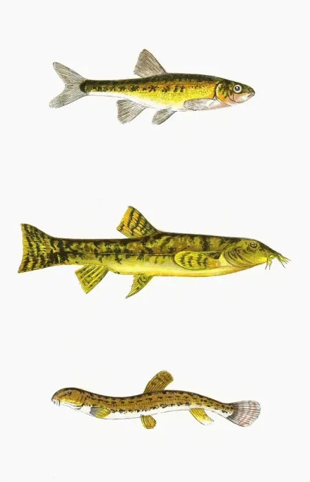 Framed Print : Minnow, Loach, and Spined Loach Framed Print : Minnow, Loach, and Spined Loach
