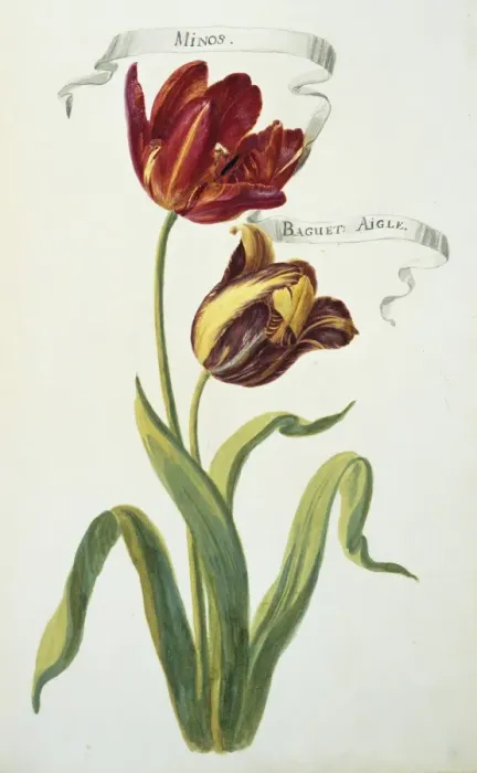 Framed Print : Minos & Baguet, tulips Framed Print : Minos & Baguet, tulips