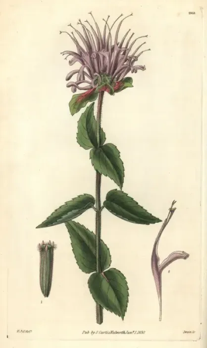 Framed Print : Mint-leaved monarda or beebalm, Monarda menthaefolia Framed Print : Mint-leaved monarda or beebalm, Monarda menthaefolia