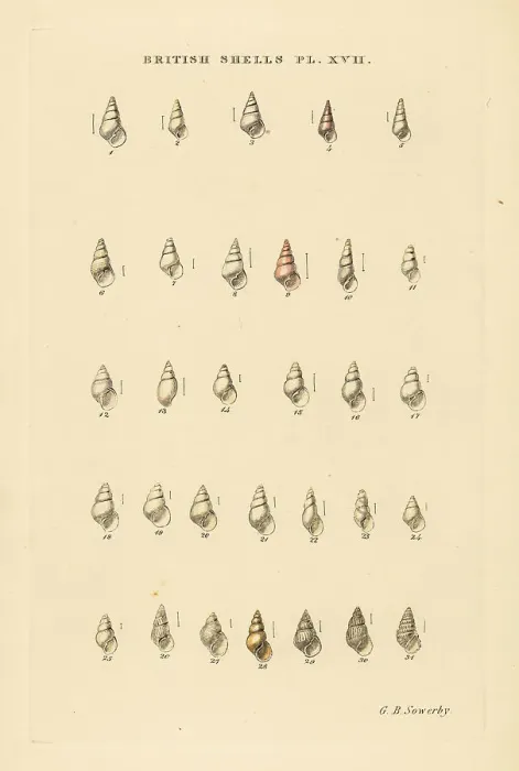 Framed Print : Minute pyramid sea shell varieties, Odostomia, etc Framed Print : Minute pyramid sea shell varieties, Odostomia, etc