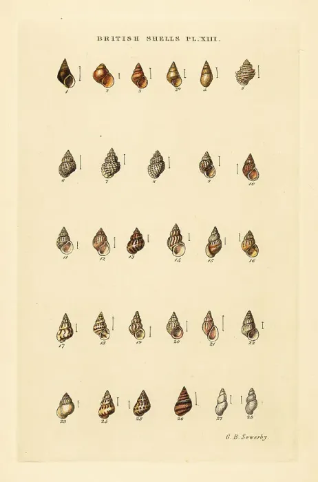 Framed Print : Minute sea shell varieties, Rissoa, Cingula, Assimina, etc Framed Print : Minute sea shell varieties, Rissoa, Cingula, Assimina, etc