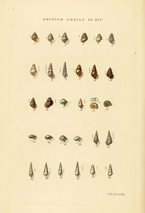 Framed Print : Minute sea shell varieties, Rissoa, Cingula, Assimina, etc Framed Print : Minute sea shell varieties, Rissoa, Cingula, Assimina, etc