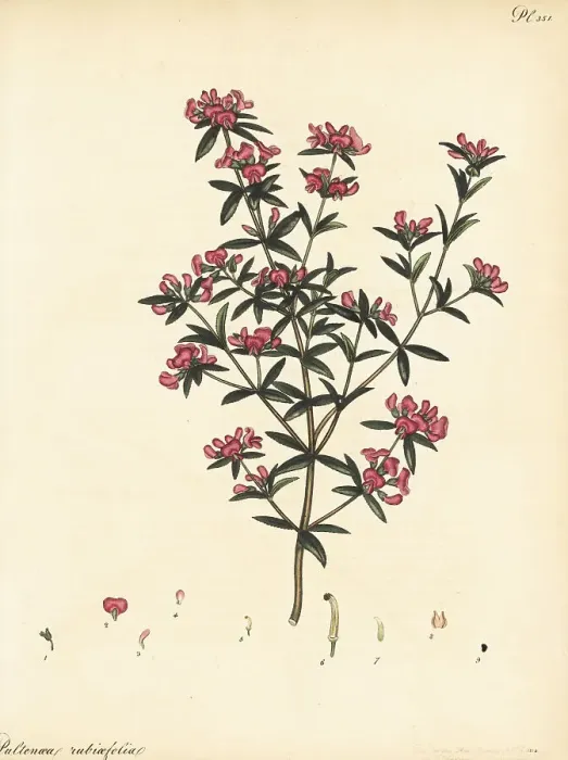 Framed Print : Mirbelia rubiifolia Framed Print : Mirbelia rubiifolia