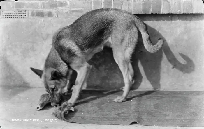 Framed Print : Mischief the Dog Framed Print : Mischief the Dog