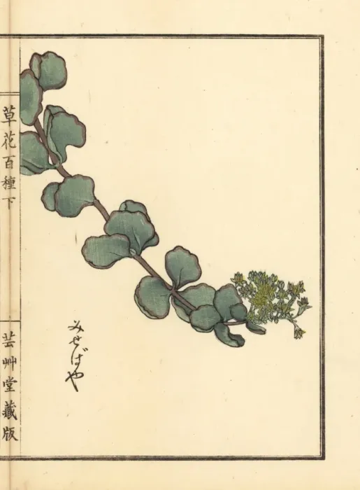 Framed Print : Misebaya or showy stonecrop, Hylotelephium sieboldii Framed Print : Misebaya or showy stonecrop, Hylotelephium sieboldii
