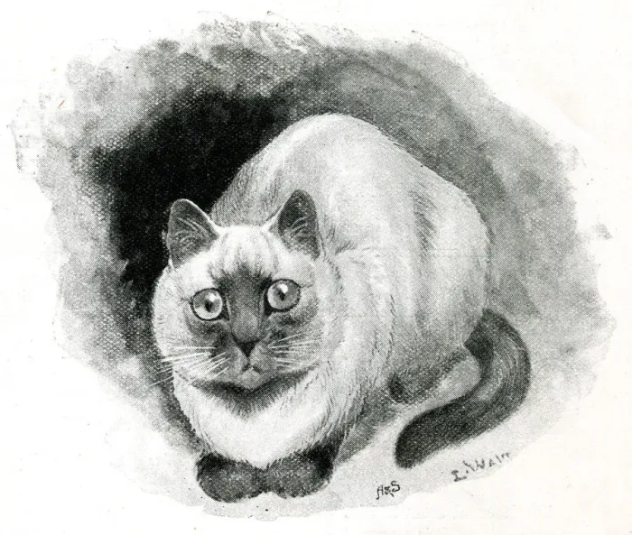 Framed Print : Miss F Moores Siamese cat Siam Framed Print : Miss F Moores Siamese cat Siam