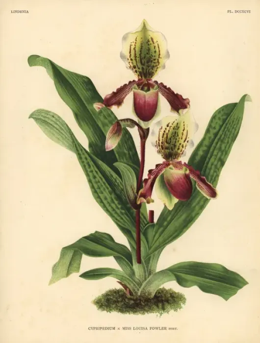 Framed Print : Miss Louisa Fowlers Cypripedium orchid Framed Print : Miss Louisa Fowlers Cypripedium orchid