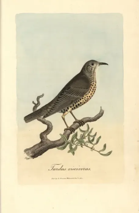 Framed Print : Misseltoe thrush, Mistle thrush, Turdus viscivorus Framed Print : Misseltoe thrush, Mistle thrush, Turdus viscivorus