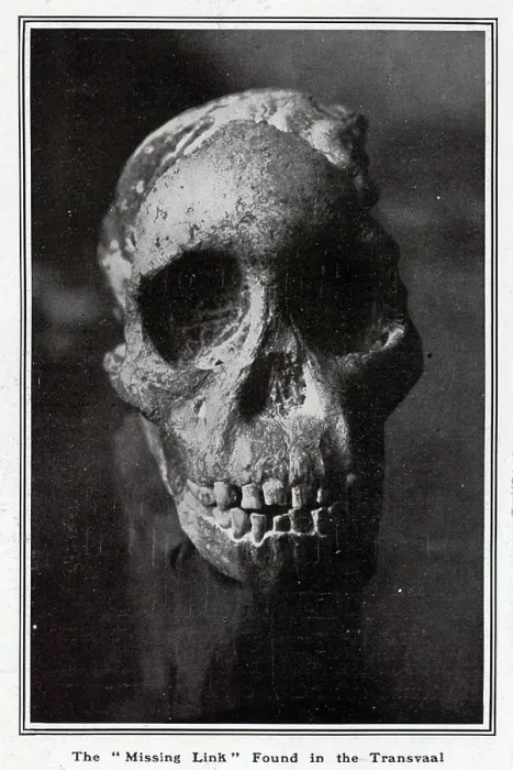 Framed Print : Missing Link Skull Framed Print : Missing Link Skull