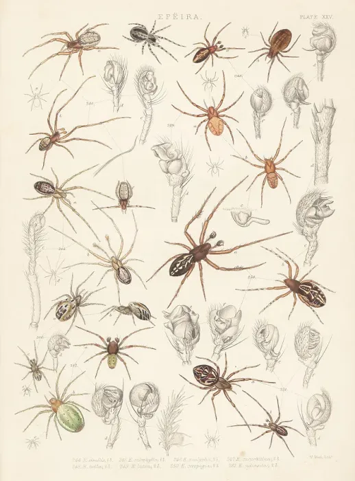 Framed Print : Missing sector orb weavers, cricket bat and cucumber green spide Framed Print : Missing sector orb weavers, cricket bat and cucumber green spide
