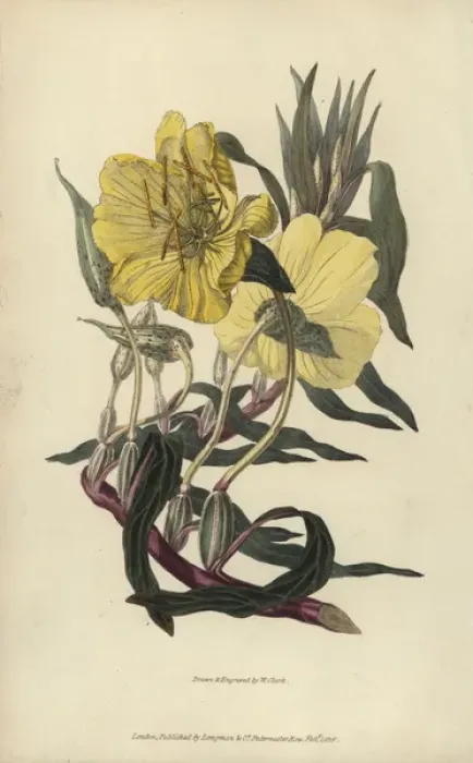 Framed Print : Missouri evening primrose, Oenothera missourensis Framed Print : Missouri evening primrose, Oenothera missourensis