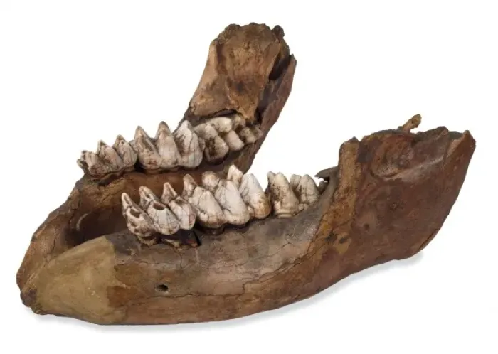 Framed Print : Missourium theristrocaulodon, jaw bone Framed Print : Missourium theristrocaulodon, jaw bone