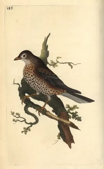 Framed Print : Mistle thrush, Turdus viscivorus Framed Print : Mistle thrush, Turdus viscivorus