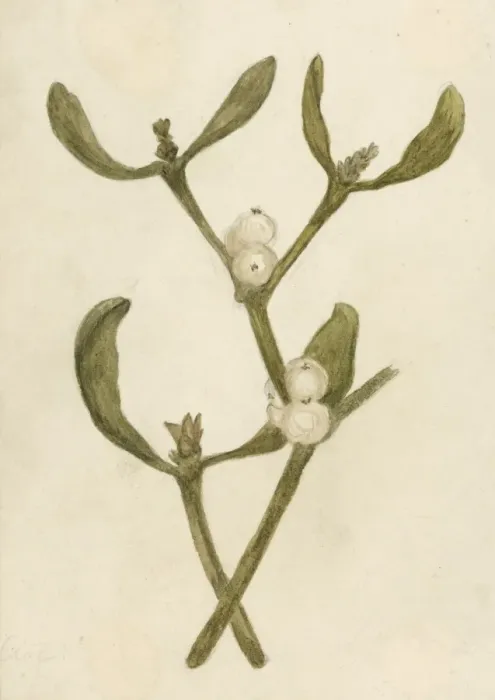 Framed Print : MISTLETOE. A parasitic evergreen plant that attaches itself to trees Framed Print : MISTLETOE. A parasitic evergreen plant that attaches itself to trees