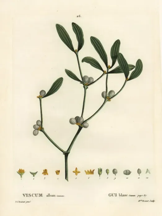 Framed Print : Mistletoe, Viscum album Framed Print : Mistletoe, Viscum album