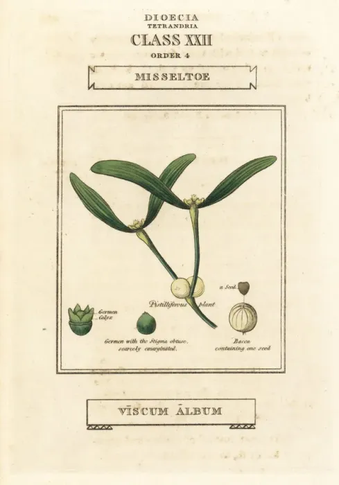 Framed Print : Mistletoe, Viscum album Framed Print : Mistletoe, Viscum album